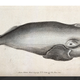 Illustration for article titled Whales Are Plotting Something